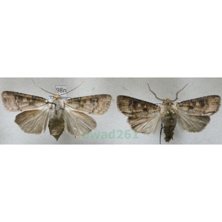 Agrotis clavis (Hufnagel, 1766) pair Rolnica Poland98n